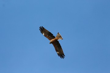 A yellow-billed Kite in Tanzania, flying