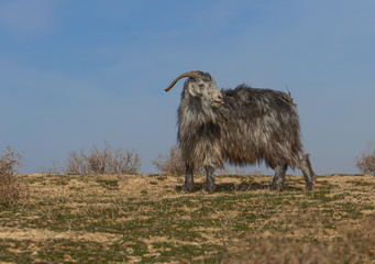real wild goats graze in the Asian steppe. fearful animal. wool texture. first day of spring. first grass. the awakening of nature