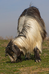Obraz premium real wild goats graze in the Asian steppe. fearful animal. wool texture. first day of spring. first grass. the awakening of nature