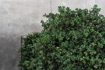 high angle view of leaves