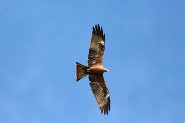 A yellow-billed Kite in Tanzania, flying