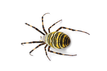 Wasp spider (Argiope bruennichi) isolated on white