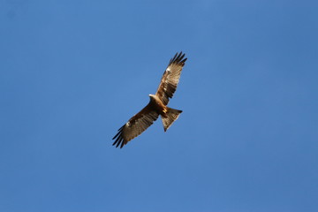 A yellow-billed Kite in Tanzania, flying