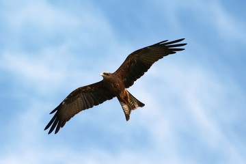 Fototapeta premium A yellow-billed Kite in Tanzania, flying