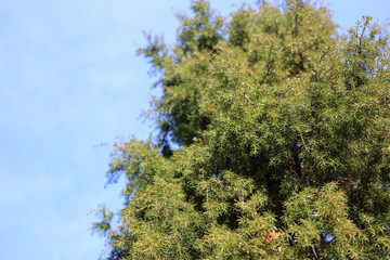 Juniperus rigida (temple juniper) tree