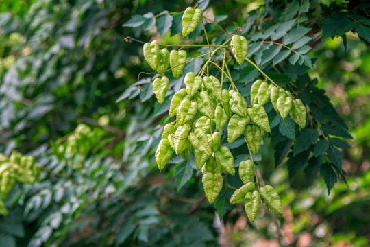 View of Koelreuteria paniculata or goldenrain tree branch with fruits &ndash; green inflate pods, growing in the garden. 