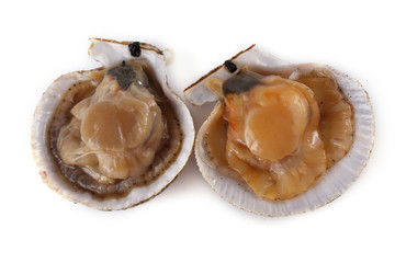 Scallops isolated on white background