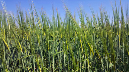grass on a background of blue sky
