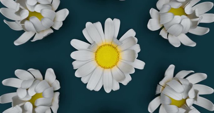 Chamomile flower field with opening flowers, zooming out