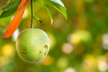 Cerbera odollam Gaertn at Chiang Mai Thailand