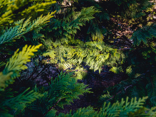  Evergreen branches of cypress (lat. Cupressus) in the sunlight at sunrise in the early morning.