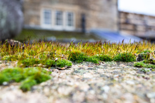 Abundant growth of Tortula muralis wall screw-moss,  aka twisted moss or star moss with large numbers of sporophytes above cushiony gametophytes on the  top of a wall