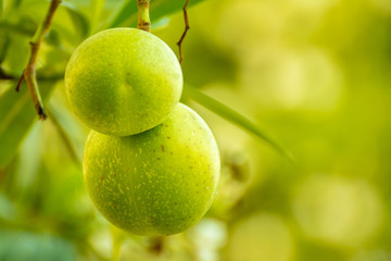 Cerbera odollam Gaertn at Chiang Mai Thailand