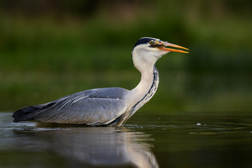 Grey Heron - Ardea cinerea, large common gray heron from lakes and rivers, Hortobagy, Hungary.