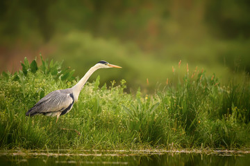 Grey Heron - Ardea cinerea, large common gray heron from lakes and rivers, Hortobagy, Hungary.