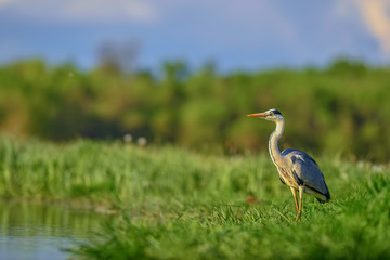 Fototapeta premium Grey Heron - Ardea cinerea, large common gray heron from lakes and rivers, Hortobagy, Hungary.