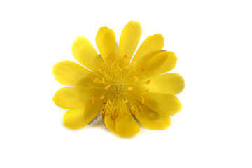 Adonis amurensis. Far eastern yellow snowdrop