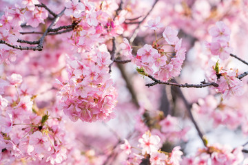 河津桜