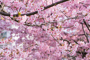 河津桜