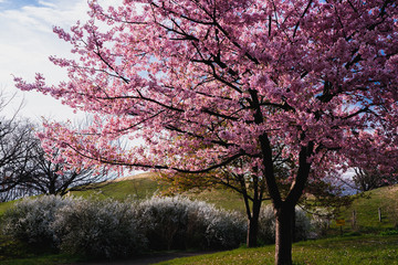 Obraz premium 河津桜