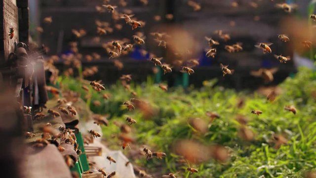 Swarm of honey bees flying around beehive