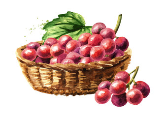 Basket with Red grapes with green leaf. Hand drawn watercolor horizontal  illustration  isolated on white background