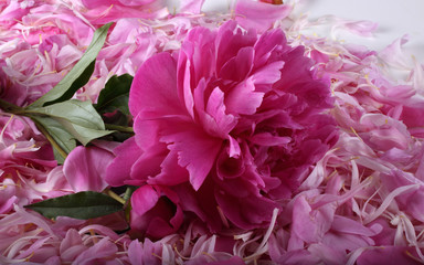 Peony on petals