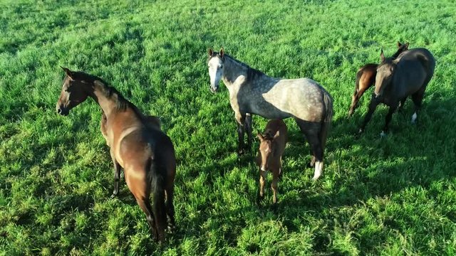 Aerial view of herd of purebred horses and foals grazing in the green grass. A group of various beautiful breeding horses. Rural scene.
