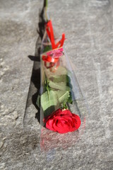 One single red rose plastic packaging