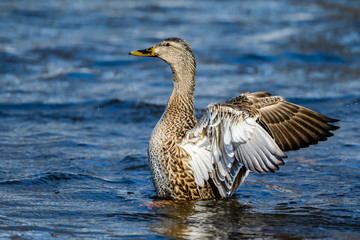 Female Mallard Flapping its Wings in Winter