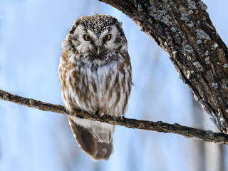 Boreal Owl Perched on Tree Branch on Sunny Day in Winter 