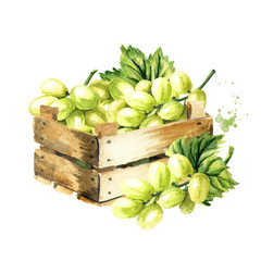 Box with Green sultana grapes with green leaf. Hand drawn watercolor horizontal  illustration  isolated on white background