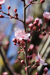 Beautiful spring flower branch aromatherapy