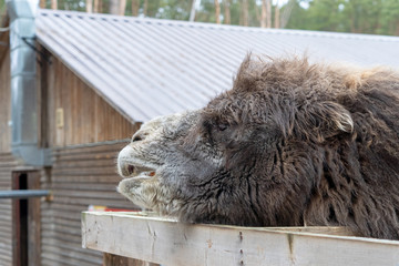 Large two-humped brown camel in the corral in winter. Green forest in the daytime. Wooden fence. Artiodactyl furry animal. Head of a camel with long hair close-up.