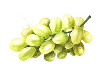 Green sultana grape. Hand drawn watercolor horizontal  illustration, isolated on white background