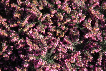 Calluna vulgaris pink spring flowers 