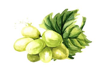 Green sultana grapes with green leaf. Hand drawn watercolor horizontal  illustration  isolated on white background