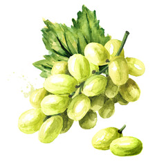 Green sultana grapes with green leaf. Hand drawn watercolor horizontal  illustration, isolated on white background