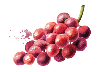 Red grape. Hand drawn watercolor horizontal  illustration, isolated on white background