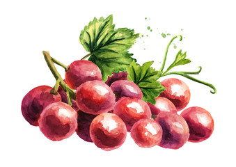 Red grapes with green leaf, Hand drawn watercolor horizontal  illustration isolated on white background