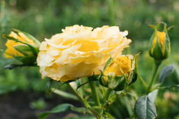 Selective focus on the yellow rose flower and its buds close up in the garden in summer