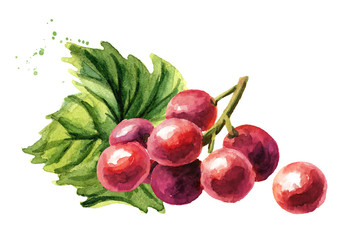 Red grapes with green leaf. Hand drawn watercolor horizontal  illustration  isolated on white background