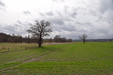 Sumpflandschaft in den Thürer Wiesen