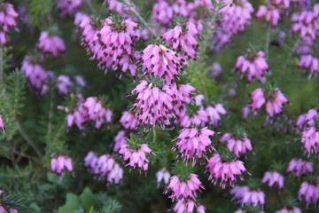 Calluna vulgaris pink spring flowers 