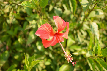 Fototapeta premium Red Flowers Tree in Garden Close-up Floral Macro Stock Photograph Image