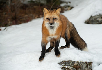Red fox in winter snow