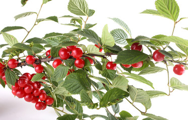 Nanking cherry branch