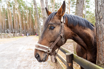 A brown horse peeks out from behind a wooden fence near the trees. An animal with a white bridle in the forest on the street in the corral. The horse looks forward with a proud look with raised ears. 