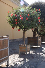 Blumen, Herrenhäusergarten Hannover