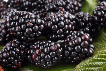 Blackberry background. Macro